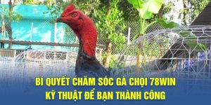 bí quyết chăm sóc gà chọi